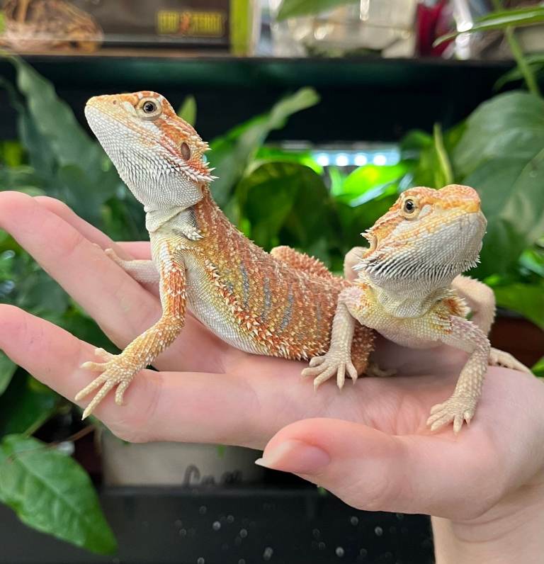 Baby bearded dragons