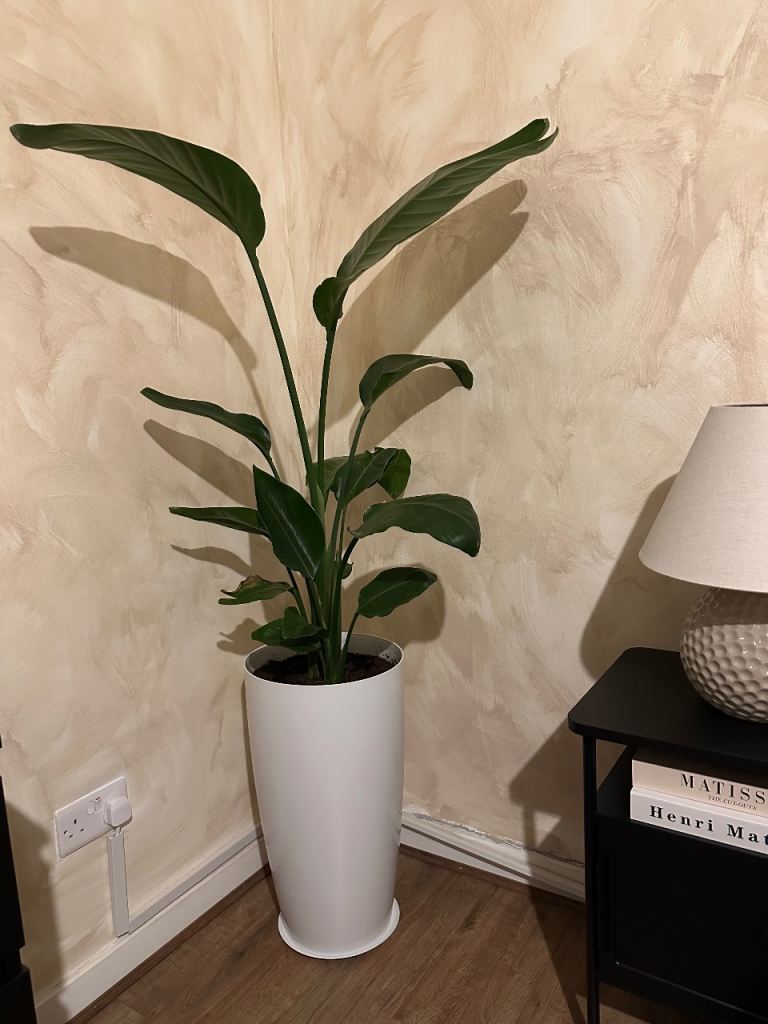 strelitzia nicolai indoor plant With large white plant pot 