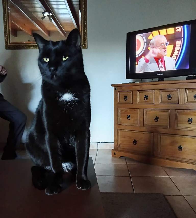 MISSING CAT PLEASE HELP