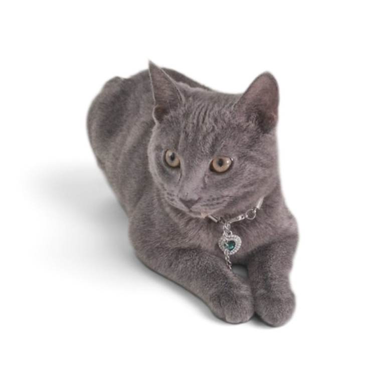 Russian Blue kitten 