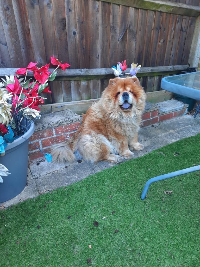 Chow chow 