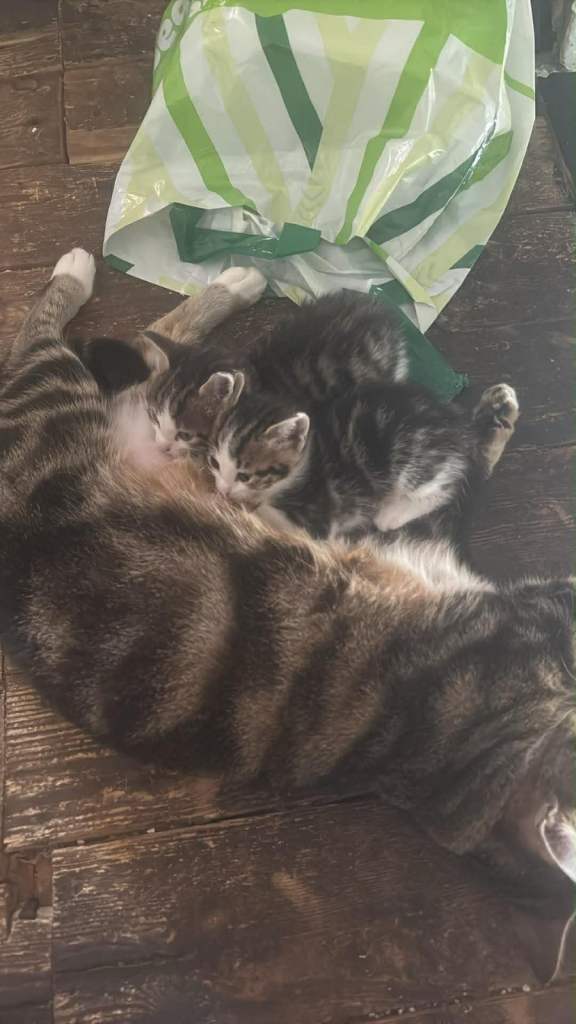 Gorgeous kittens of mixed colour and gender