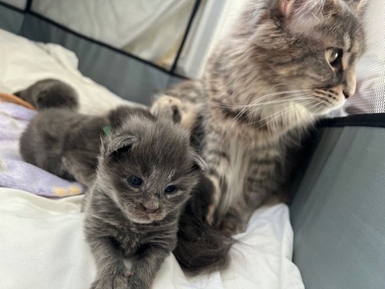 TICA Blue smoke Russian Maine Coons. World champion lineage