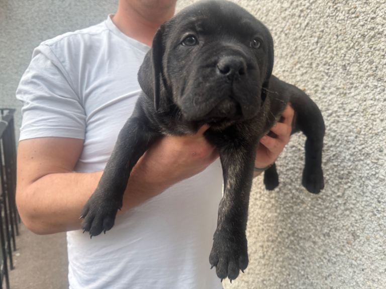 Cane corso boy 