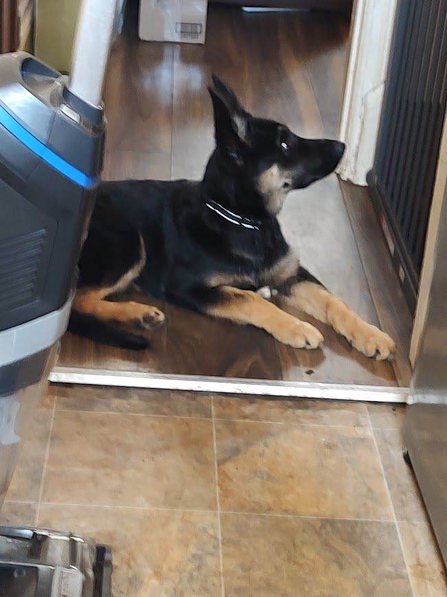 16 week old German Shepherd Female puppy for sale | in Huddersfield ...
