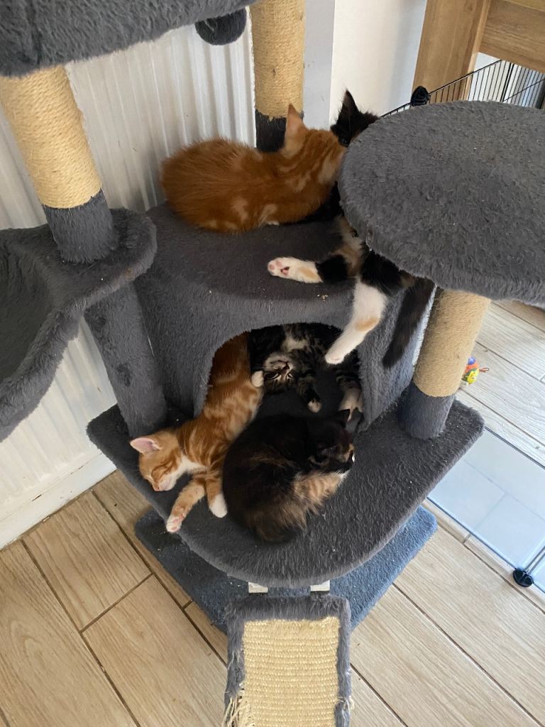 Kittens looking for their fur ever homes 