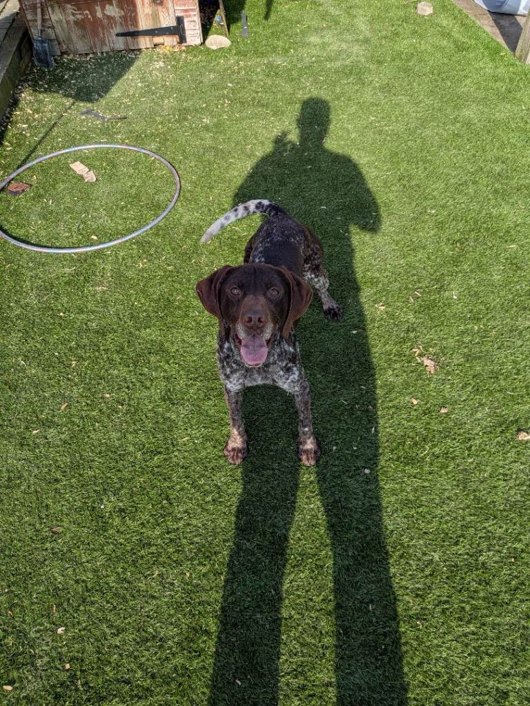 German shorthaired pointer 