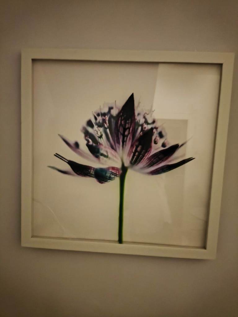 Next lilly picture white frame 3d effect 