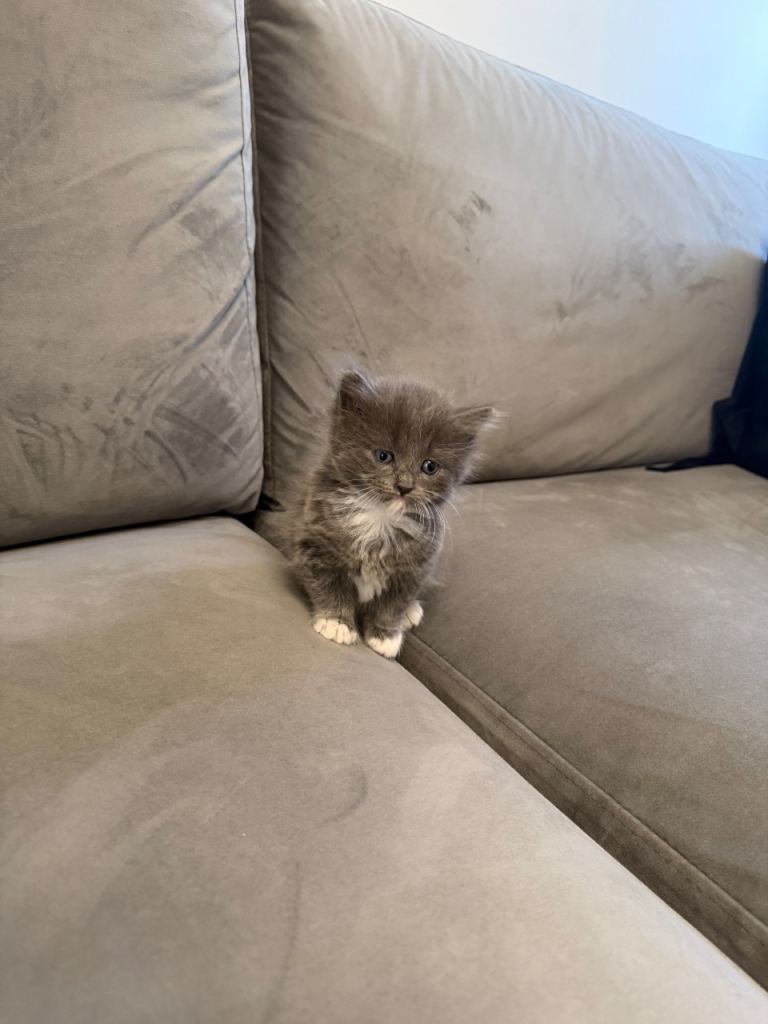 British longhair 