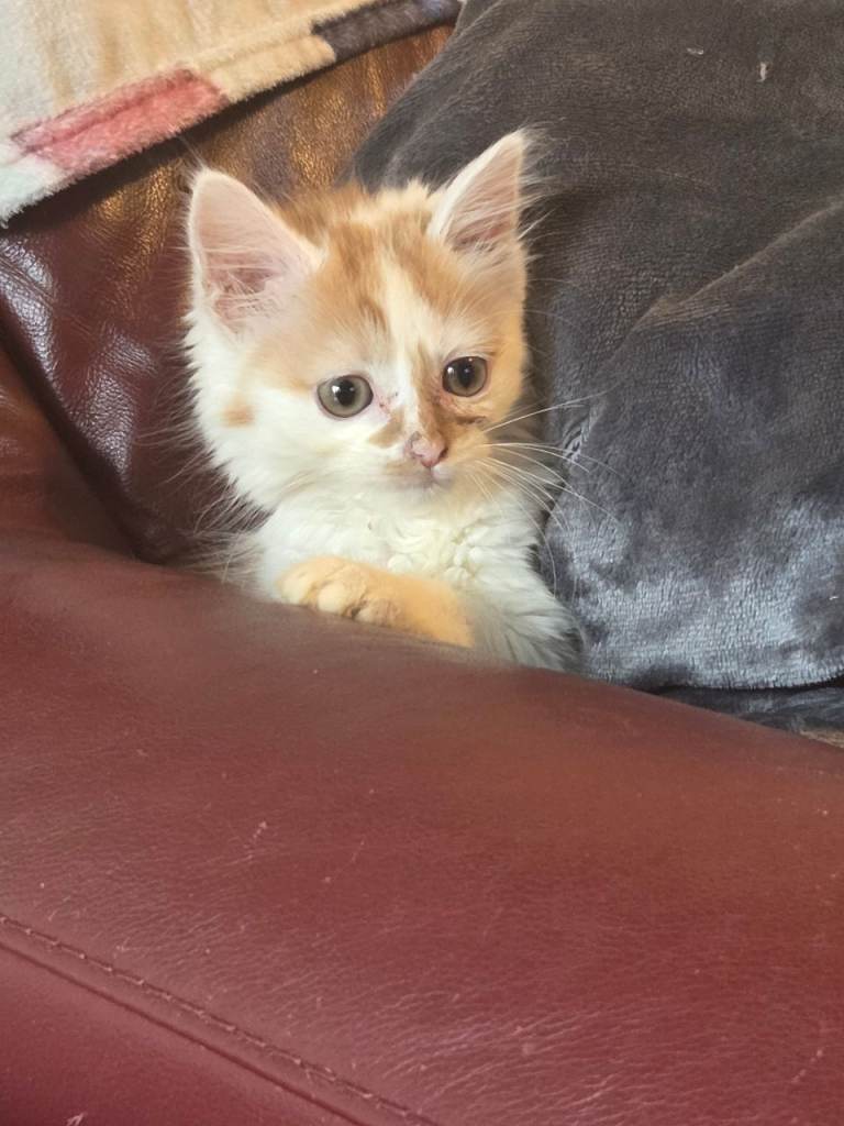 Female ginger