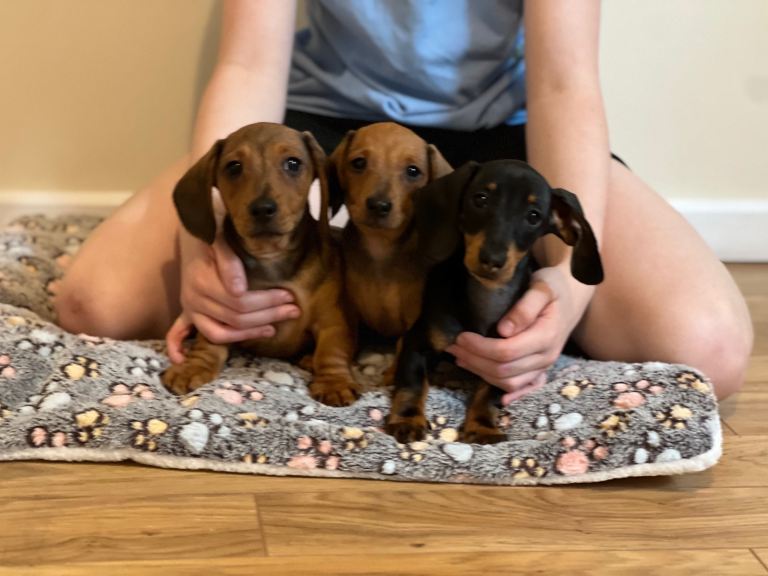 Minature dachshunds 