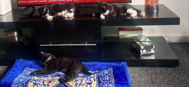 3 kittens can leave togather 