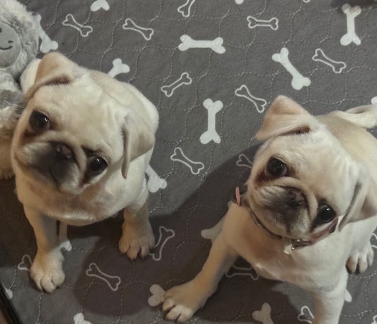 Female white pug