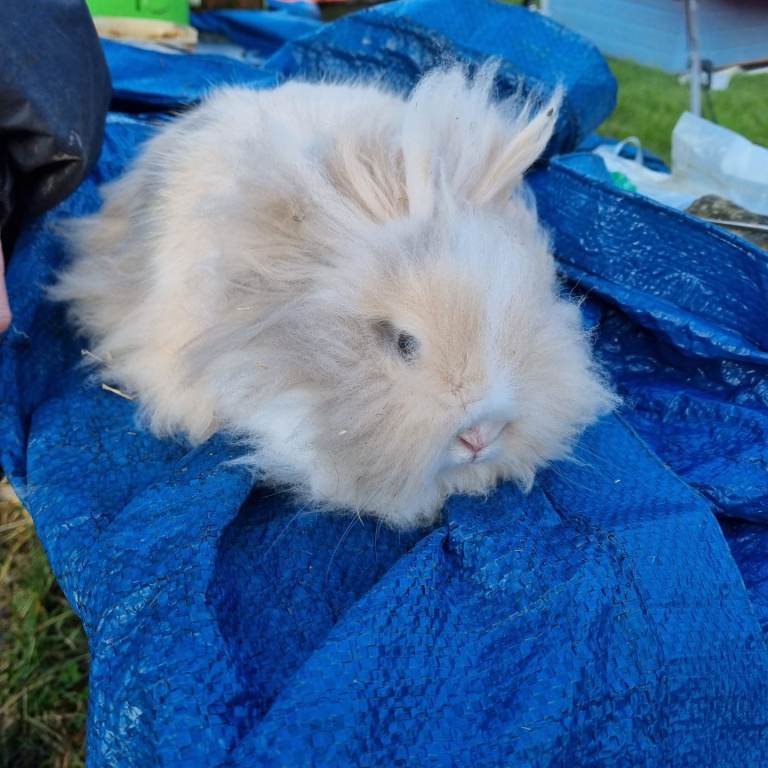 Baby lionhead rabbit 