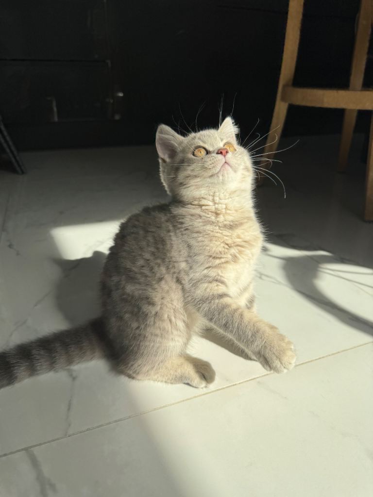 Kitten 