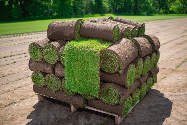 Fresh Natural Lawn Turf - Next day Delivery Available