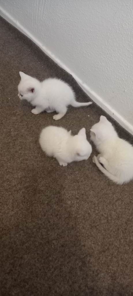 Lovely white kittens 