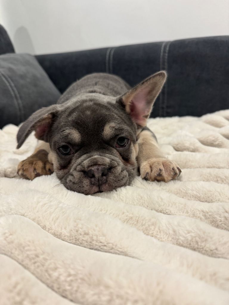 🐾 Blue & Tan French Bulldog Puppy – Ready Now 🐾