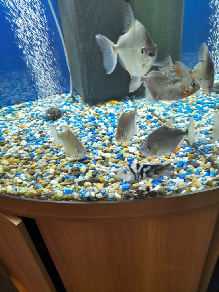   Tropical fish. AT UNBEATABLE PRICE.