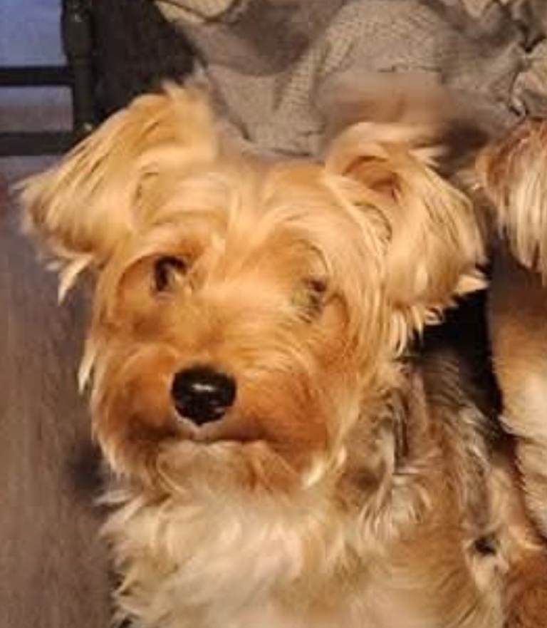 6 year old yorkshire terrier
