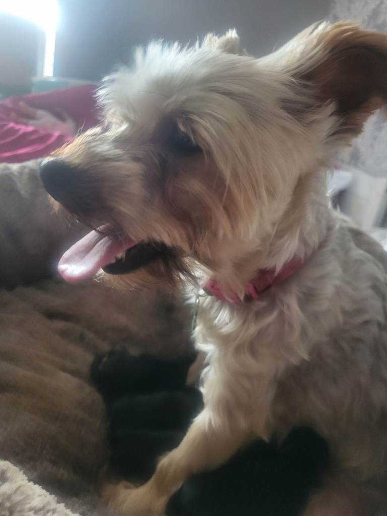 5 boy Yorkshire terrier puppies 4 weeks old