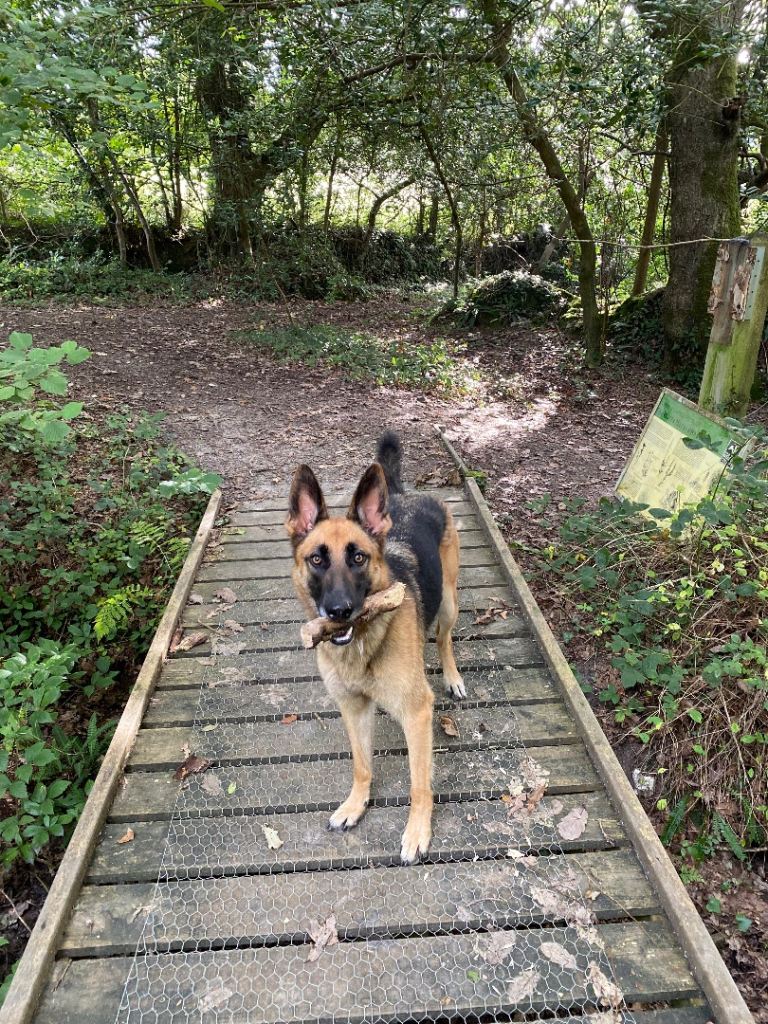 Loving German Shepherd Cross Looking For Forever Home
