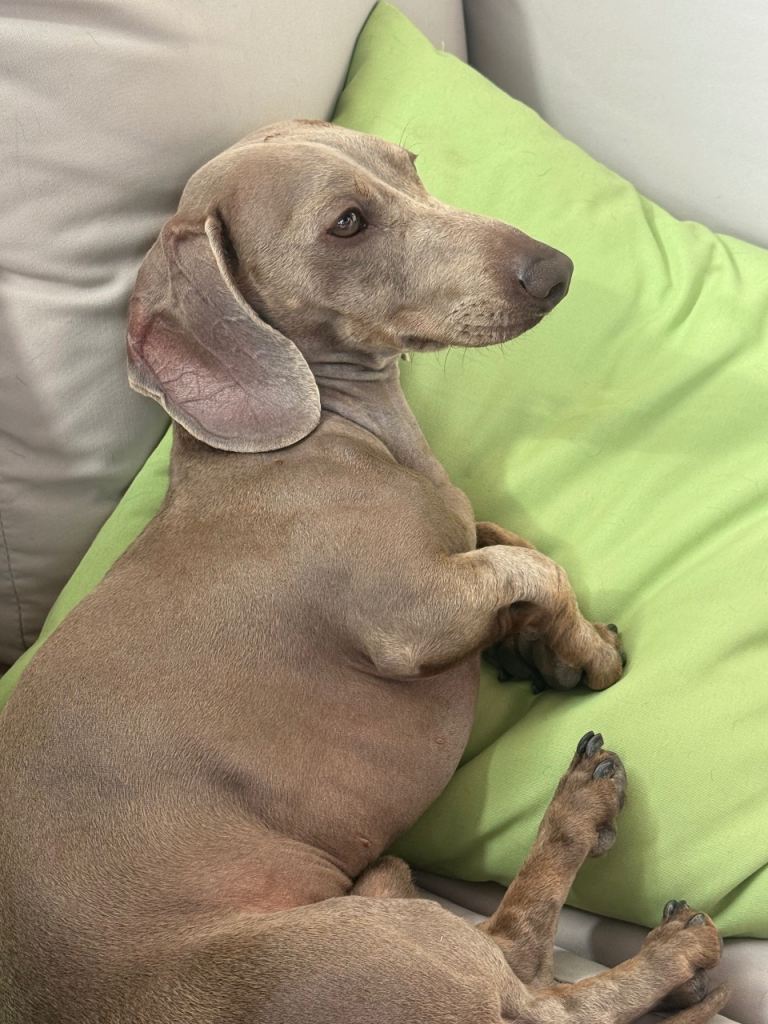 Dachshund