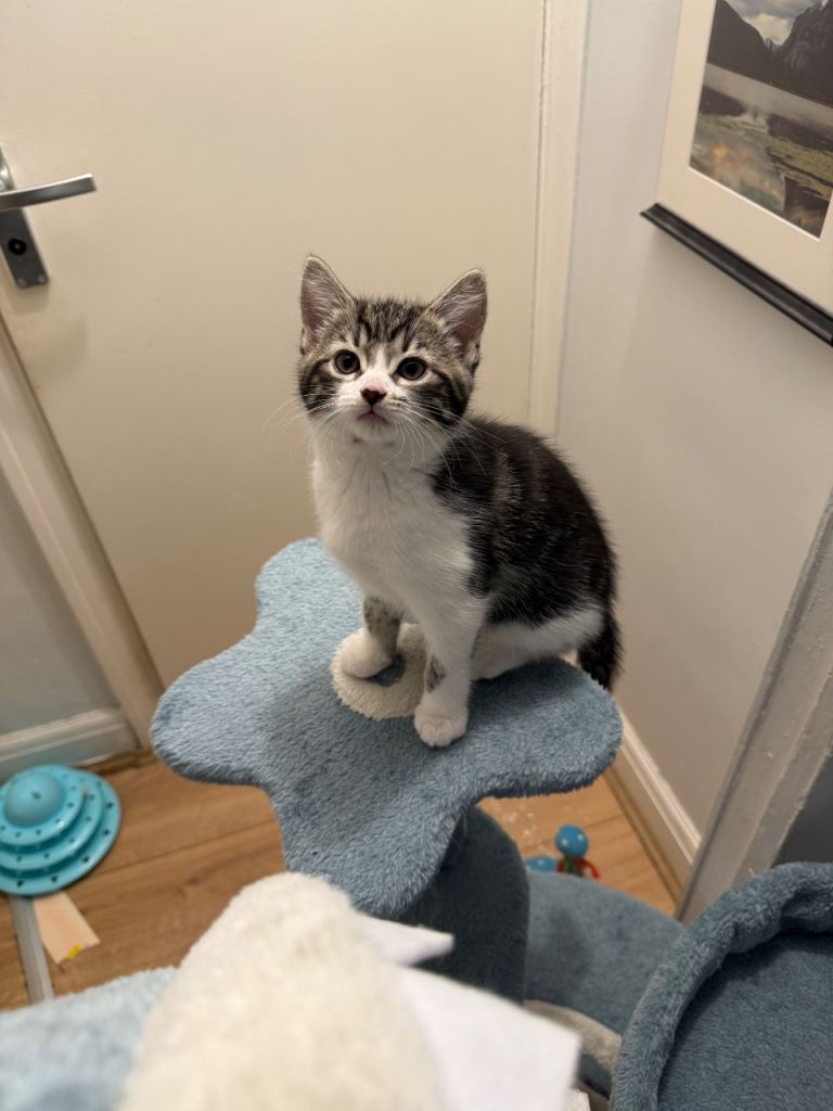 Lovely 9 week old kittens