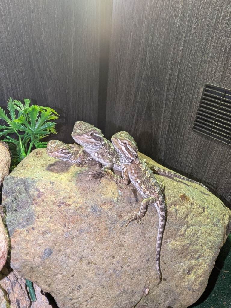 Baby Rankin's Dragons with kinked tails (bearded dragon cousin)
