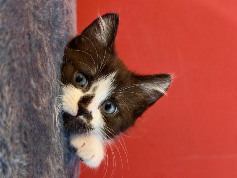 9 week old Ragdoll and tuxedo kittens