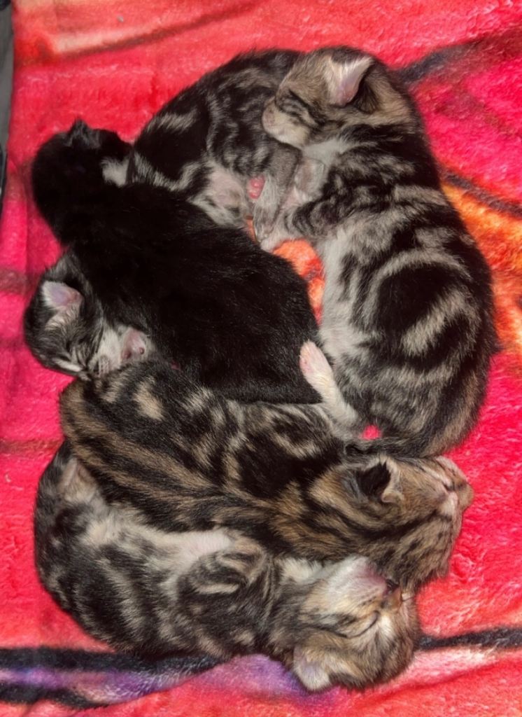 Bengal mix