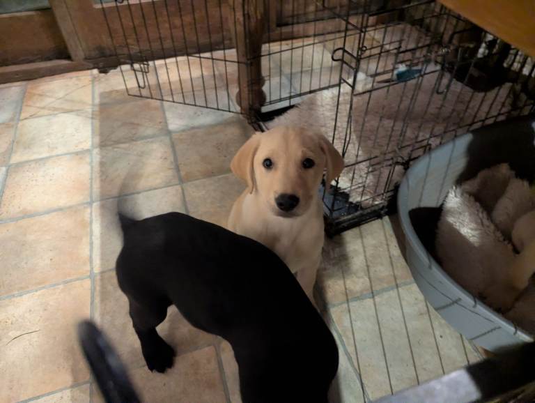 1 Handsome yellow boy left 