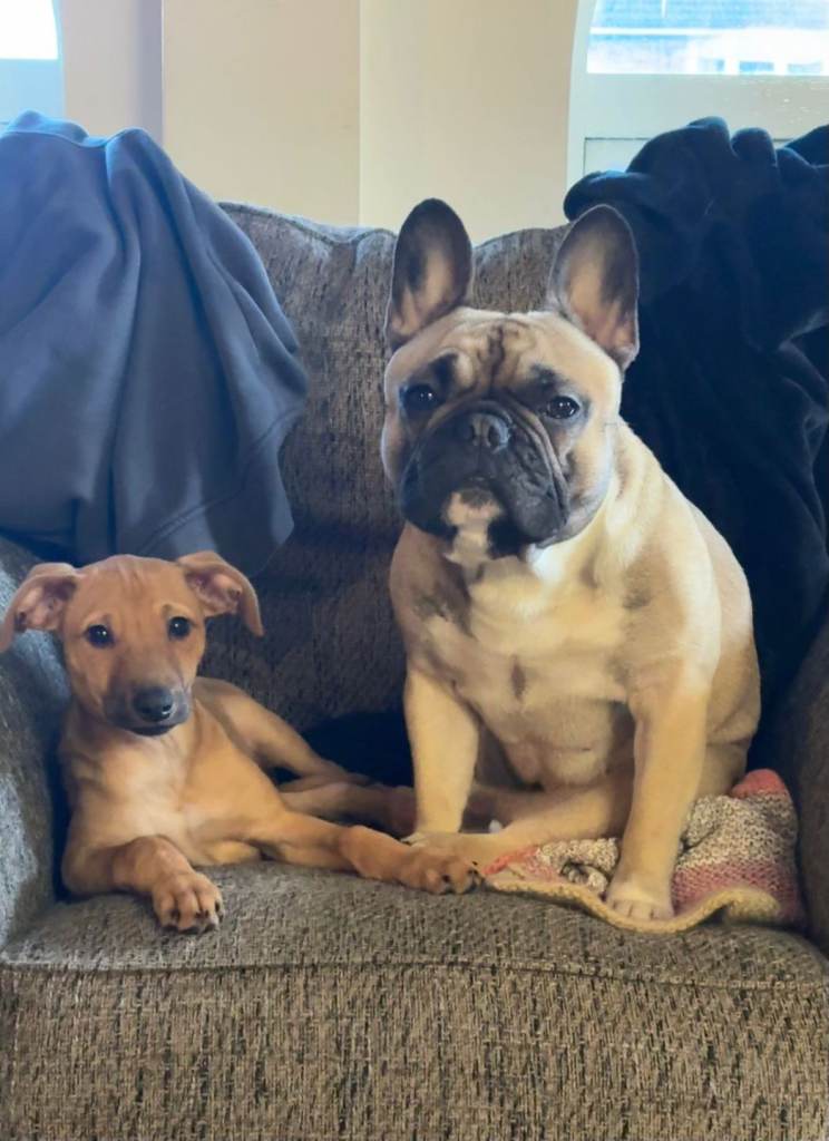 Lurcher female 16 weeks 