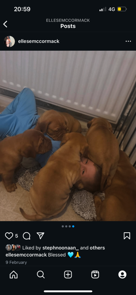 2 bitches left !!FULL KC PEDIGREE DOGUE DE BORDEAUX💗💙 
