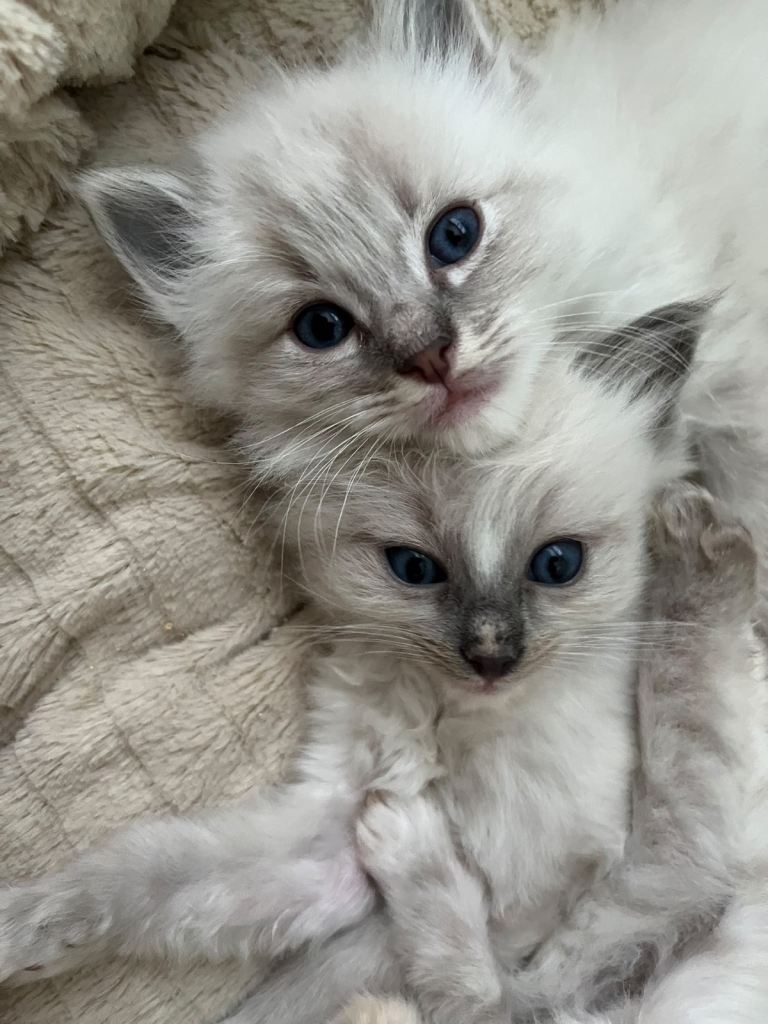 Ragdoll kittens