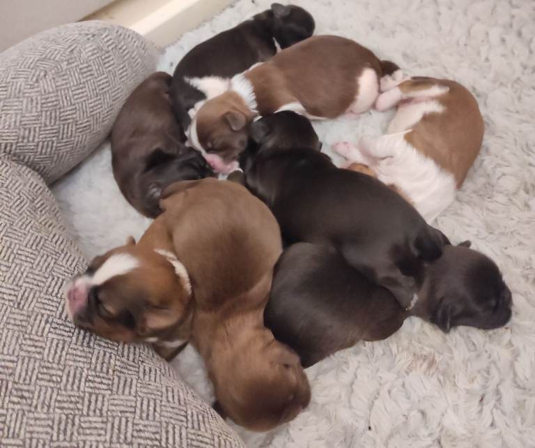  ⭐Beautiful Shih Tzu Puppies ⭐ Ready to Reserve 