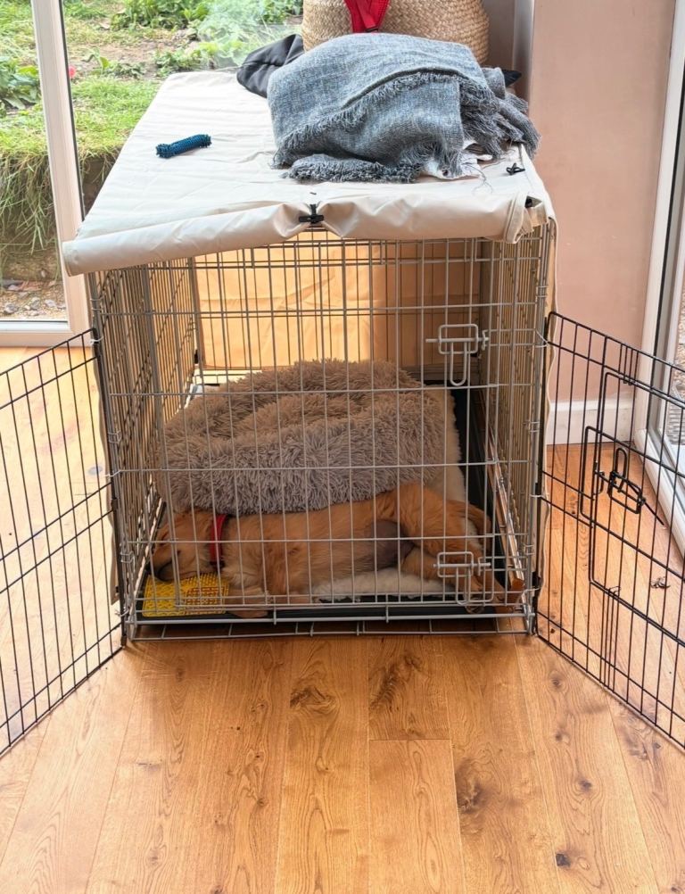 FREE Large Brand New Dog Crate 