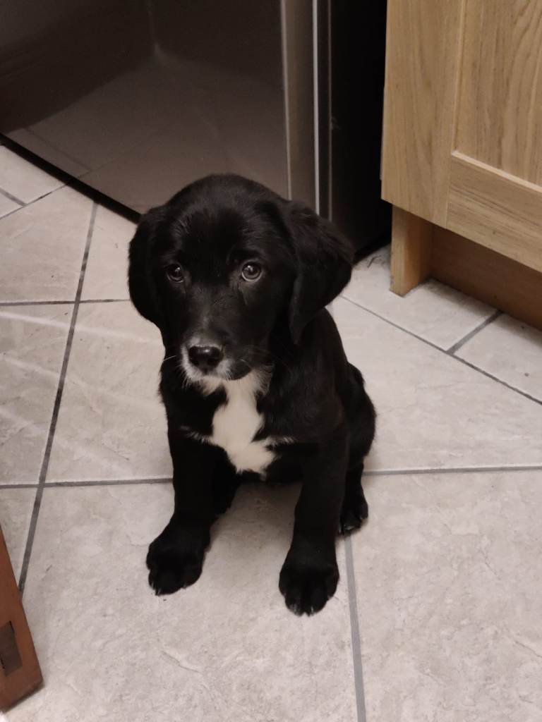 Springador puppies [Northern Ireland] [Fully Vaccinated] [2F]