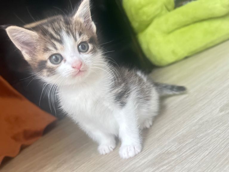 Kittens 7 weeks old 2 boys left 