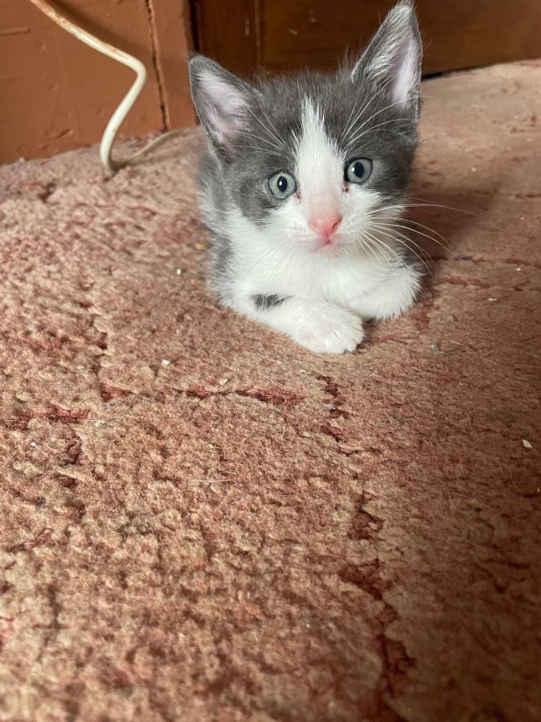 Beautiful kitten ready to leave 