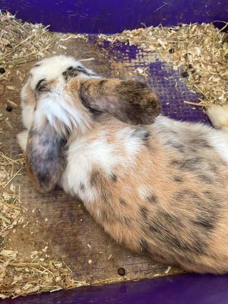 Female rabbit