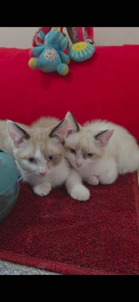 4 kittens