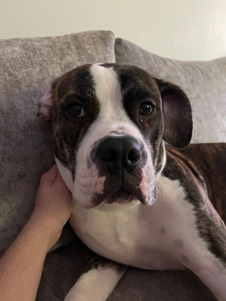Beautiful 15 month old female American Bulldog