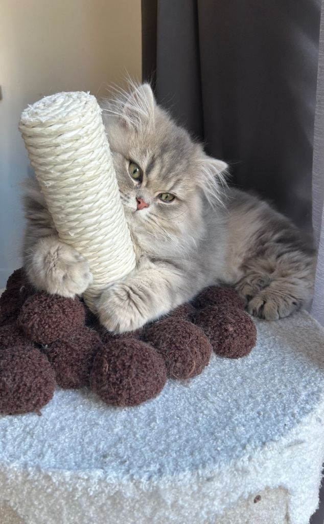 British long hair male ( blue golden ) #GotStuffGetCash