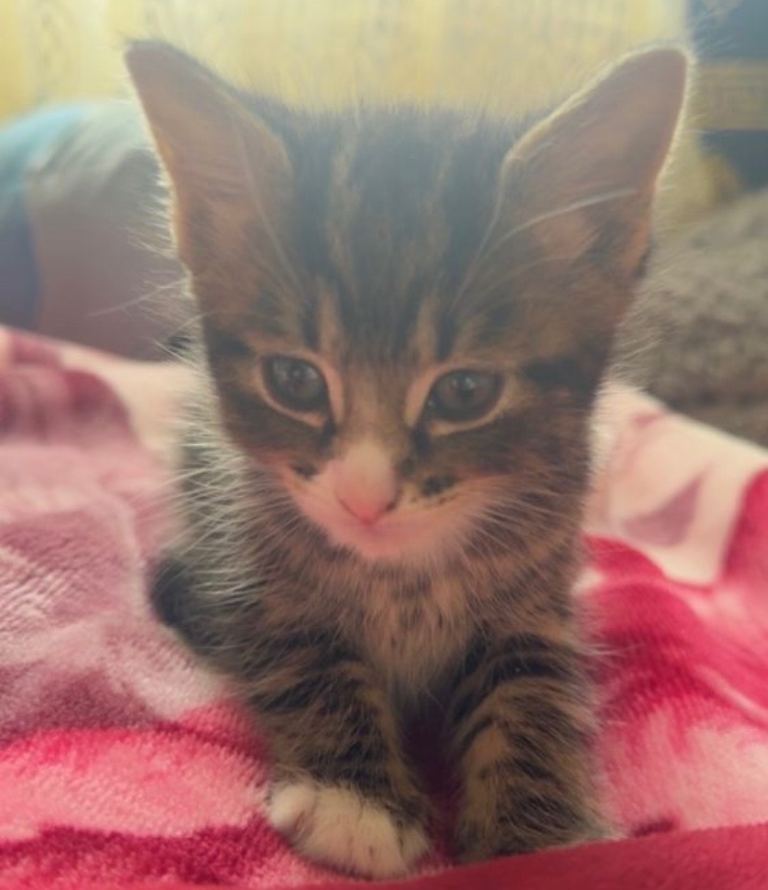 Beautiful kittens