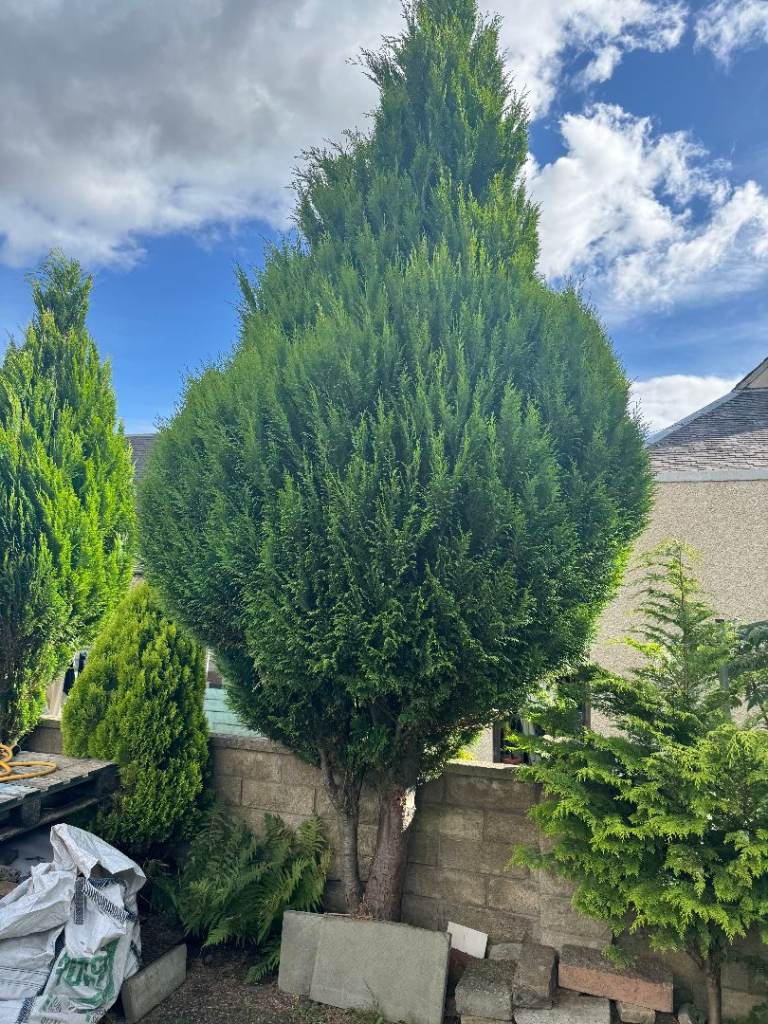 Conifer trees