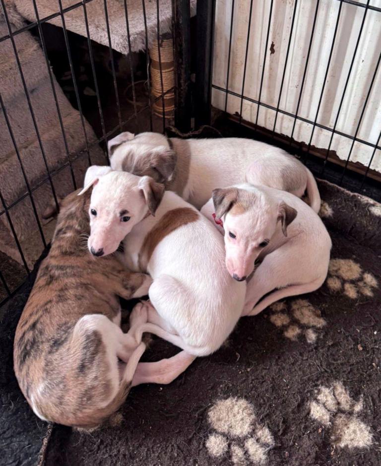 Whippet pups 