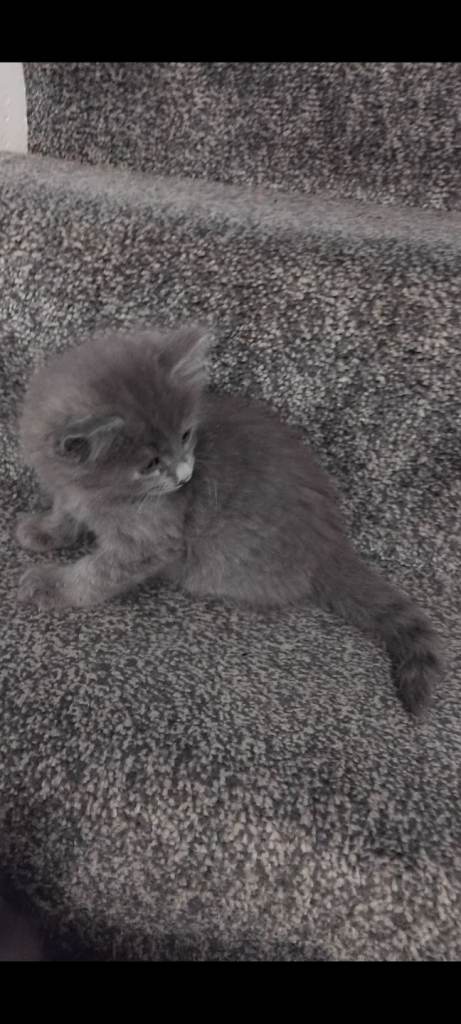 3 fluffy kittens for sale