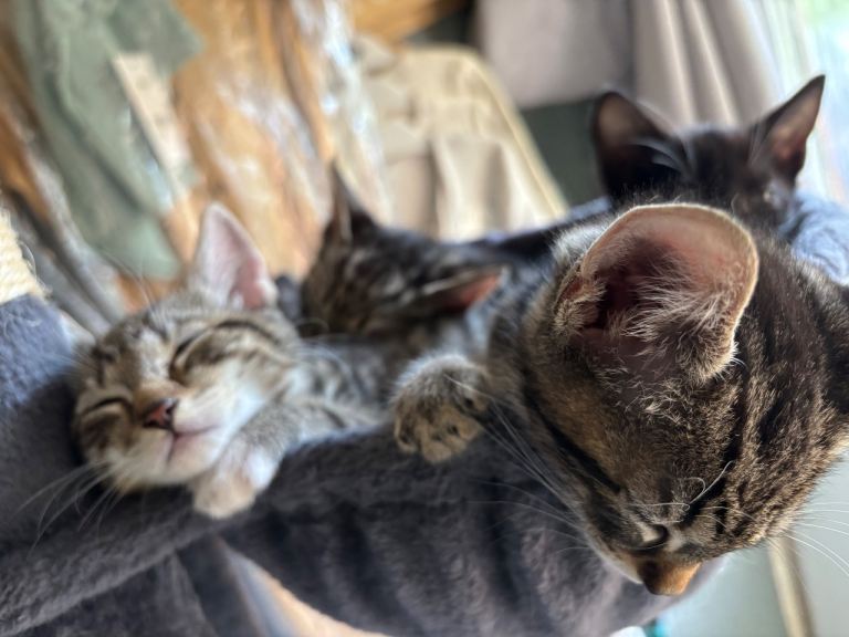 Kittens for sale