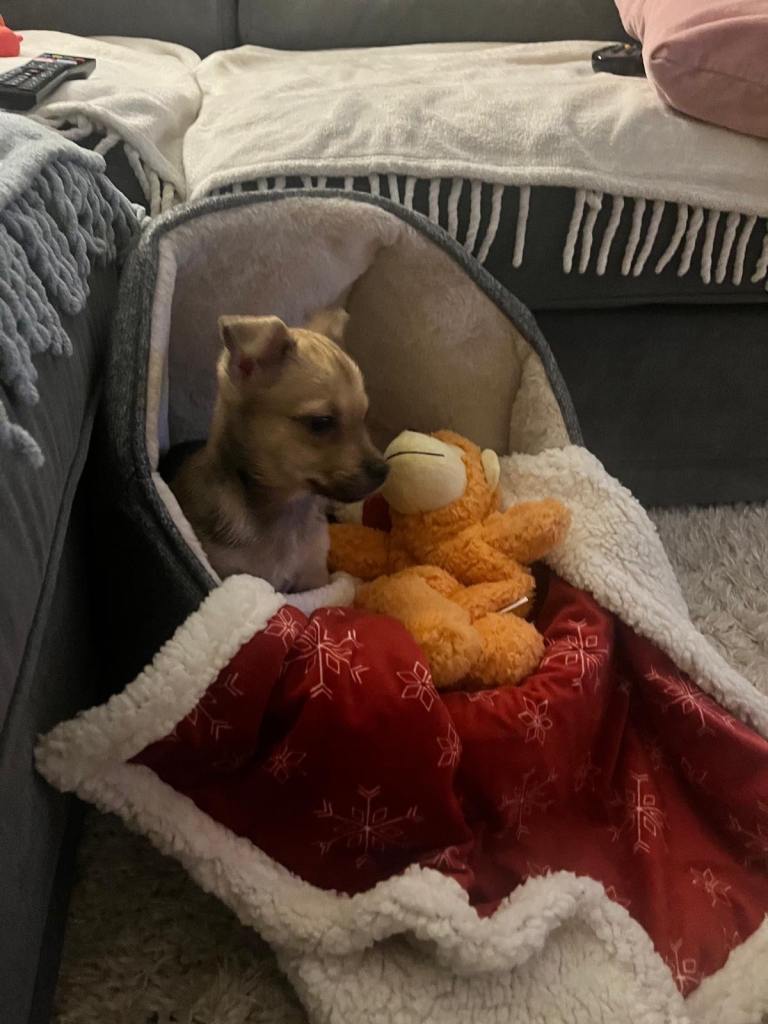 Renzo needs a new home 